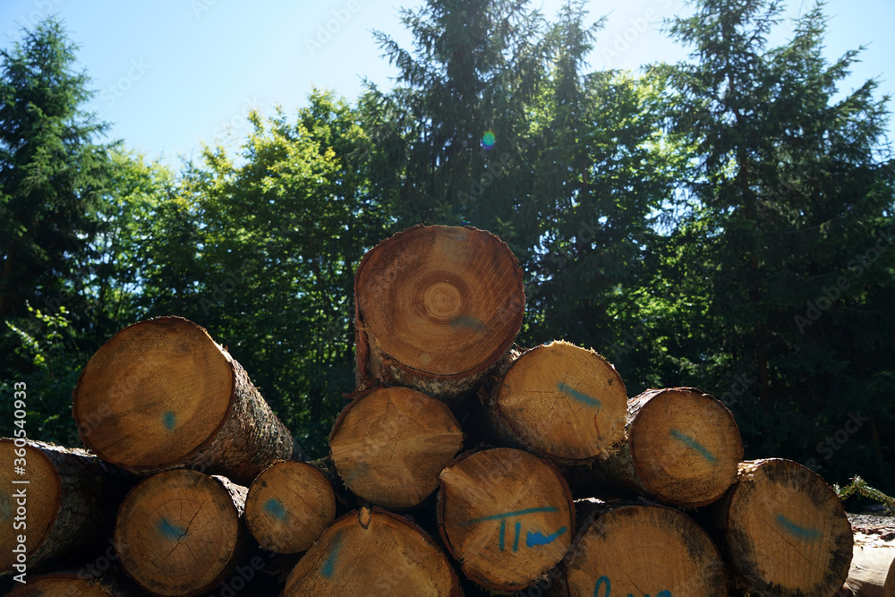Freshly felled trees stored in the forest to dry await further processing