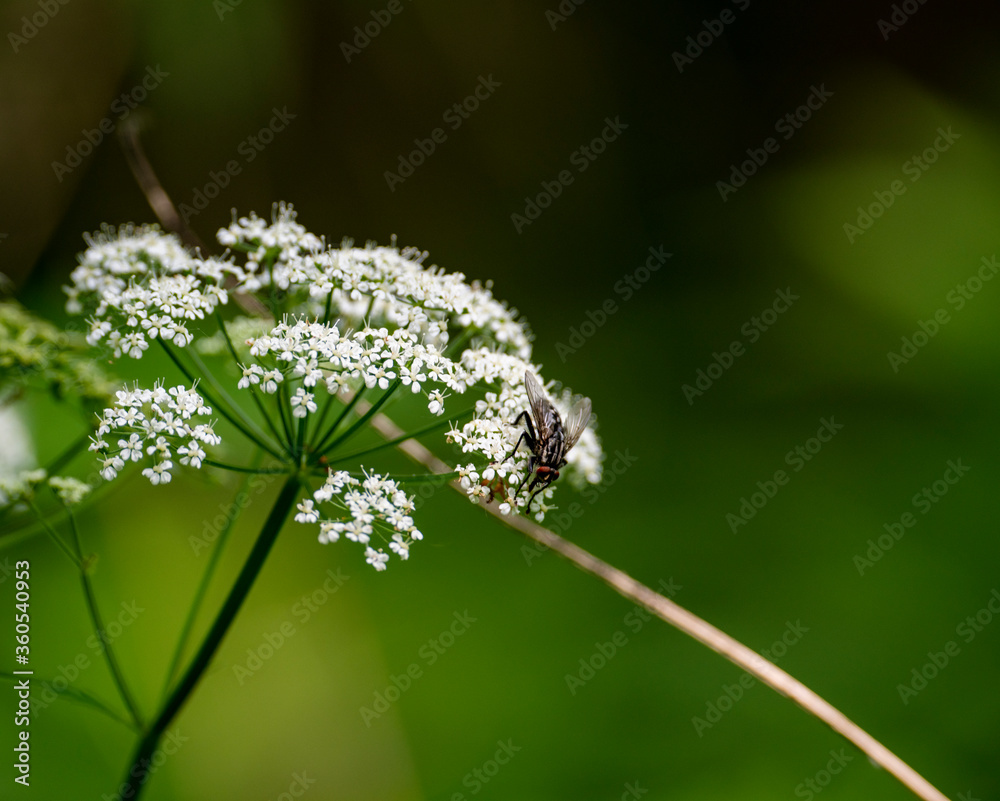 small forest insects on plants in natural conditions small forest insects on plants in natural conditions
