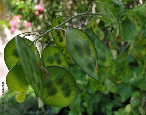 Unusial shrub bush with green leaves and translucent seeds photo
