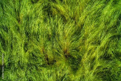 Tangled grass hdr background and texture