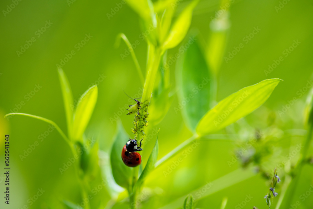 small forest insects on plants in natural conditions small forest insects on plants in natural conditions