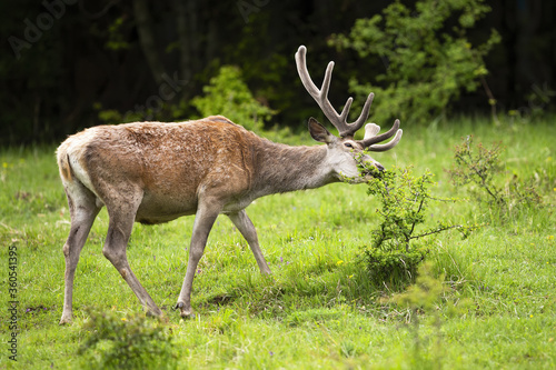 Quadro em tela Calm red deer, cervus elaphus, eating bush on meadow during the summer
