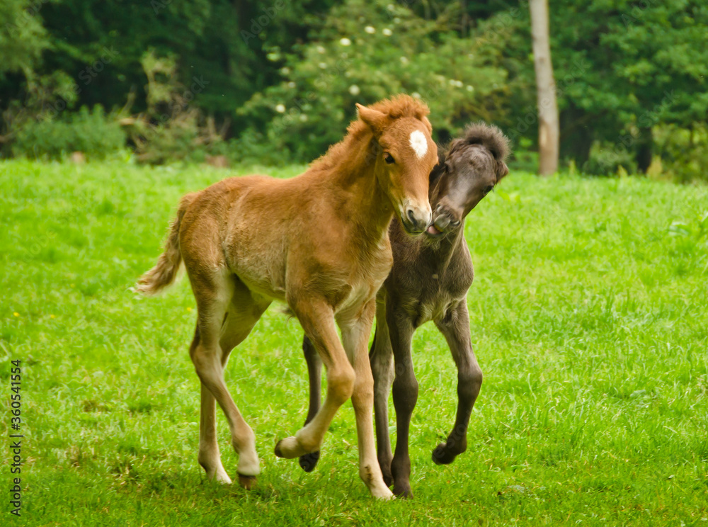 Two pretty and cute foals, a black one and a chestnut, Icelandic horses, are playing and grooming together in the meadow, social behavior an animal welfare Two pretty and cute foals, a black one and a chestnut, Icelandic horses, are playing and grooming together in the meadow, social behavior an animal welfare