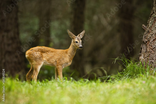 Fototapeta Naklejka Na Ścianę i Meble -  Baby roe deer, capreolus capreolus, standing in forest during the summer. Cute fawn staring to the grass from side view. Little wild animal watching in nature.
