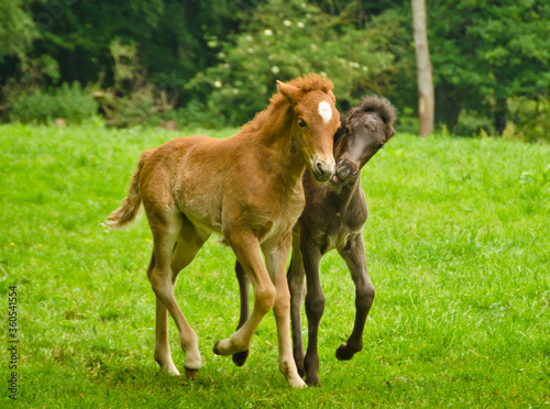 Two pretty and cute foals, a black one and a chestnut, Icelandic horses, are playing and grooming together in the meadow, social behavior an animal welfare 