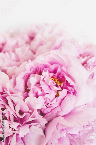 Beautiful bouquet of fresh pink peony flowers in full bloom.