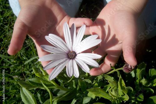 manos con flor