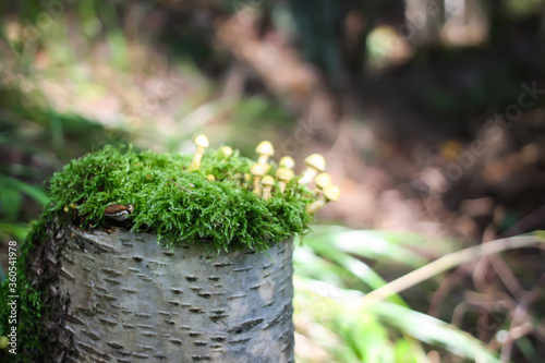 Hypholoma fasciculare poisonous mushrooms in wild forest photo