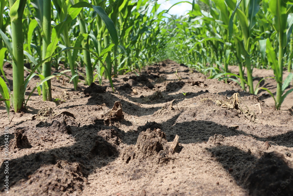 Fototapeta premium Mitten im Maisfeld