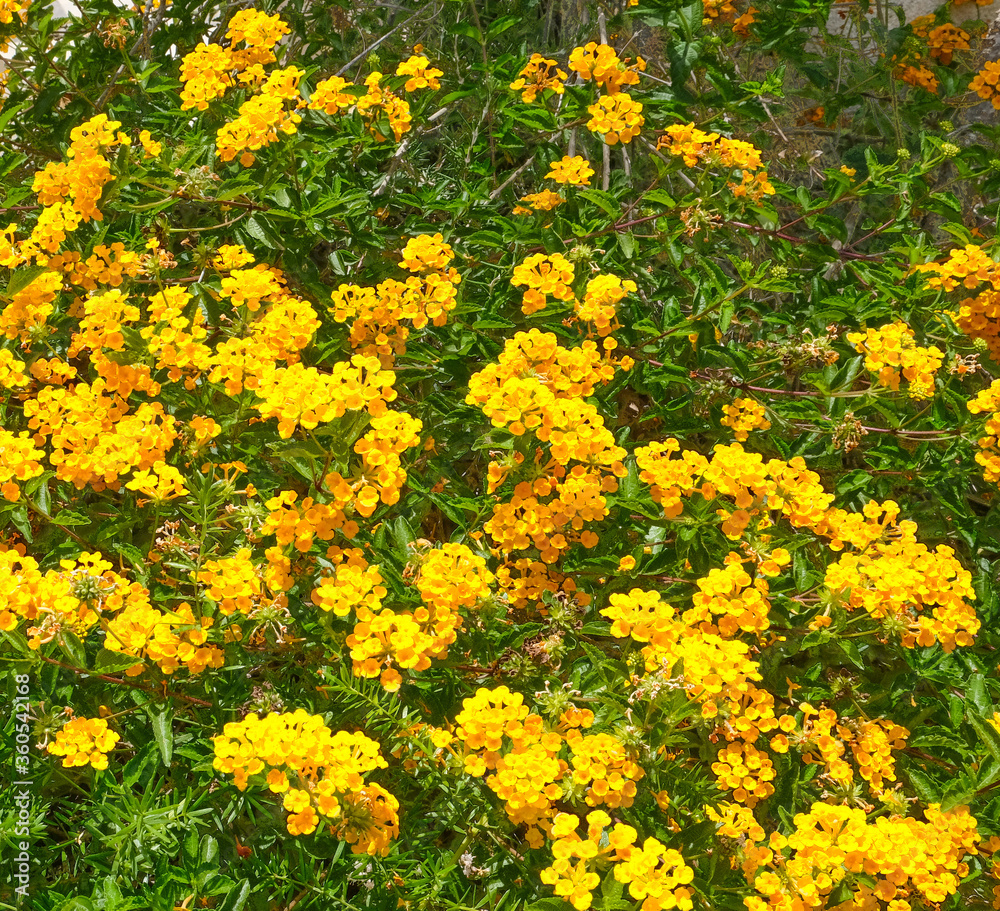 Obraz premium Beautiful bush of flowering decorative small yellow flowers Alyssum