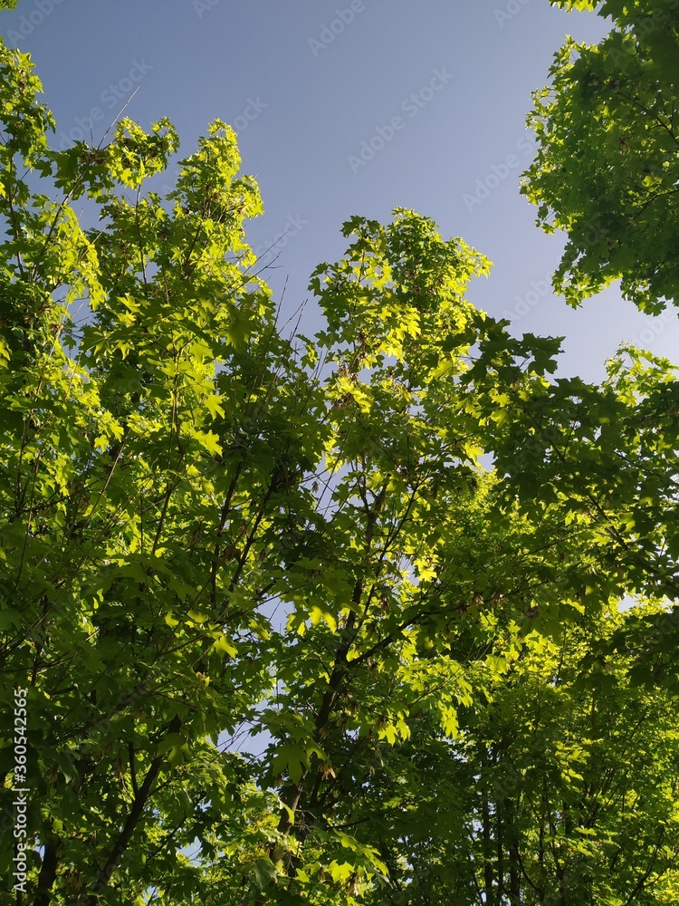 Green trees in the forest Green trees in the forest