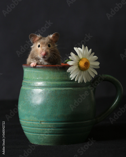 Cute hamster and camomile flower in a clay jug on a dark background