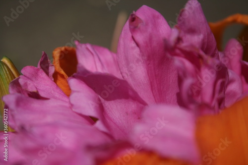 Fototapeta Naklejka Na Ścianę i Meble -  a picture of orange lilies in the garde