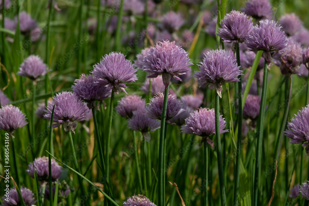 Abundant flowering of bright purple onions in garden. Abundant flowering of bright purple onions in garden.