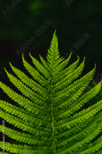 Fern leaf on dark background