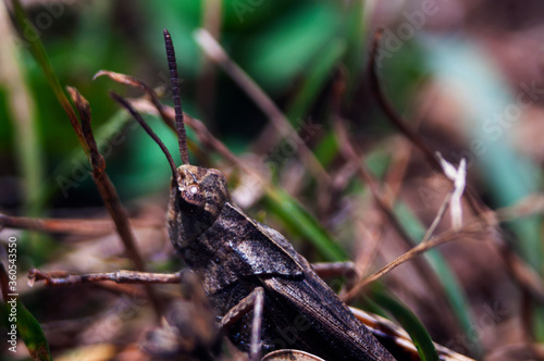 Grey Grasshopper © Alexander