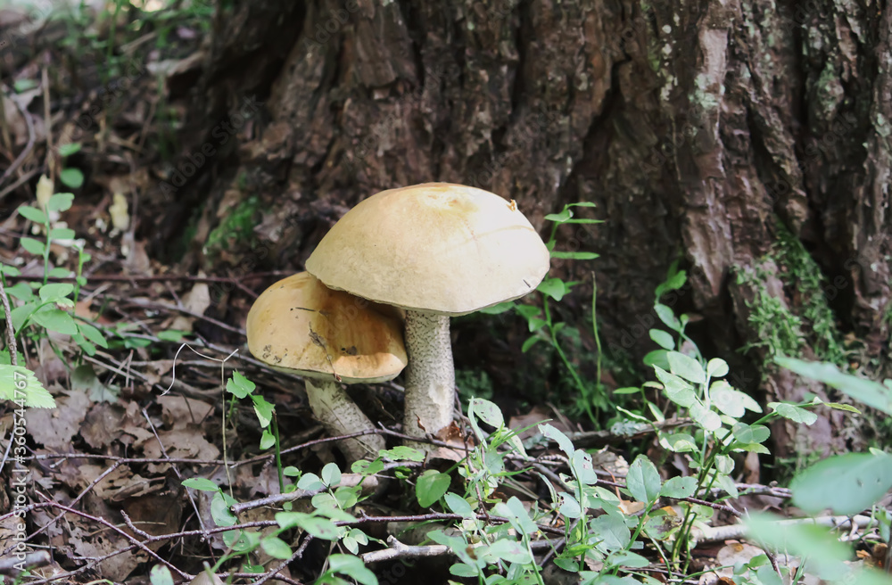 Mushrooms growing in wild forest Mushrooms growing in wild forest