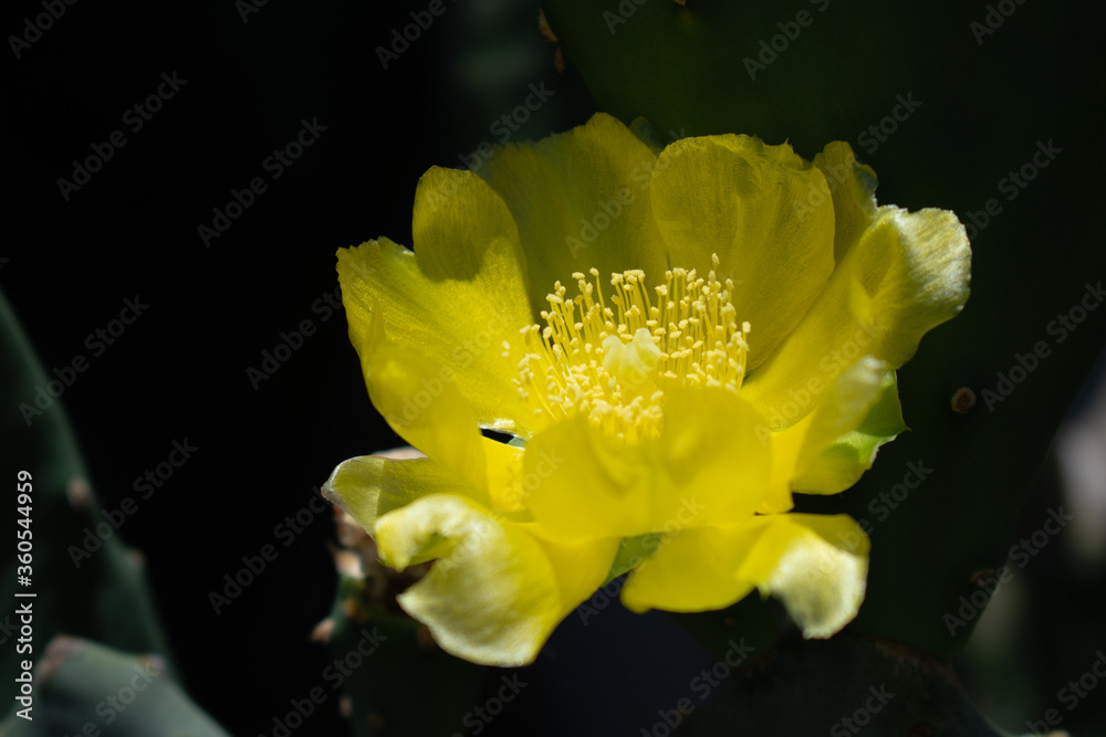 Fototapeta premium Beautiful yellow flower with soft focus background. Yellow prickly pear cactus flower with cactus paddles close-up. Florida cactus. Native plants United States. Yellow cactus flower.