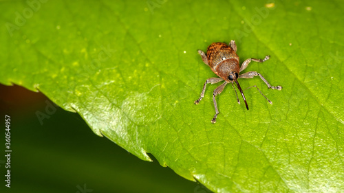 Ein braunes Insekt auf einem grünen Blatt
