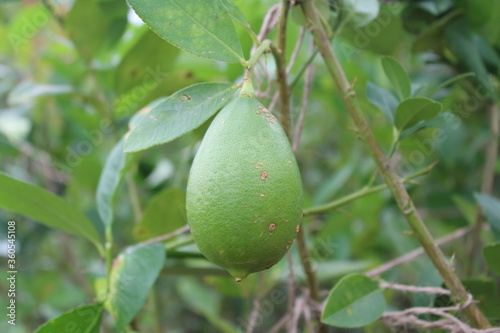Wallpaper Mural green apple on tree Torontodigital.ca