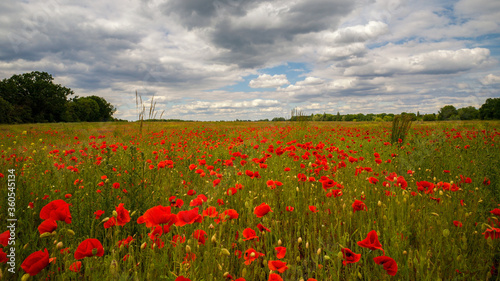 Eine Wiese mit Mohnblumen vor bew  lktem Himmel