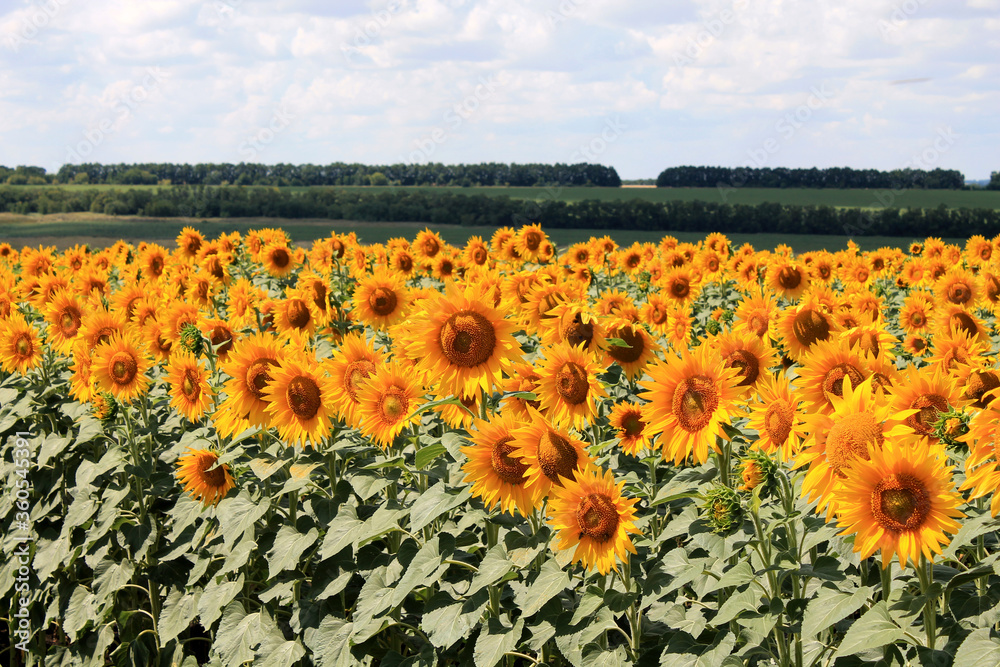 field of sunflowers in the netherlands