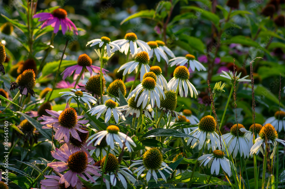 Echinacea purpurea flowering coneflowers, group of ornamental medicinal plants in bloom Echinacea purpurea flowering coneflowers, group of ornamental medicinal plants in bloom