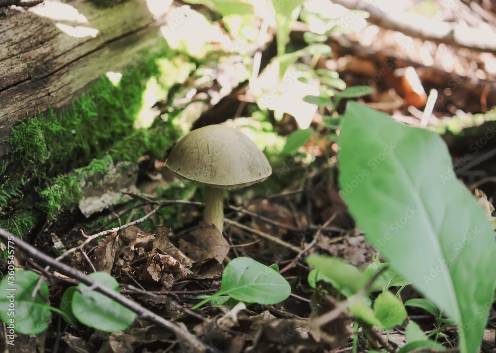 Mushrooms growing in wild forest Mushrooms growing in wild forest