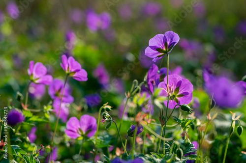 Cranesbills group of blue ornamental flowers  Geranium Rozanne flowers in bloom