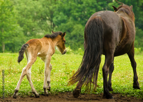 A very young  just a few hours old light brown foal is walking near it s black mother in the green field