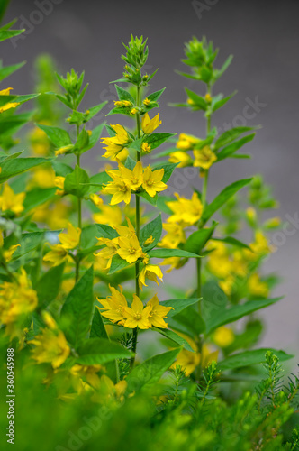Lysimachia punctata bright yellow dotted loosestrife flowering plant, group of beautiful flowers in bloom