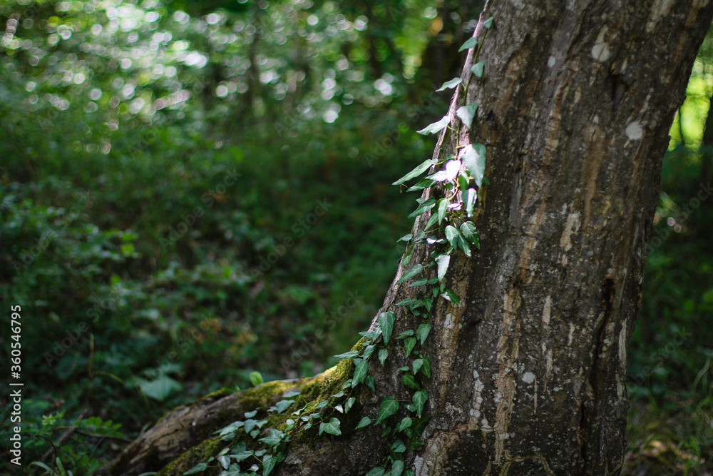Naklejka premium Beautiful river in forest nature. Peaceful toned nature background. Nabran, Azerbaujan.
