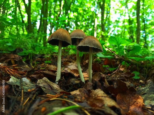 3 mushrooms in the forest