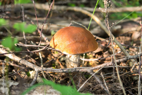 The orange-cup birch mushroom grows in wild forest.