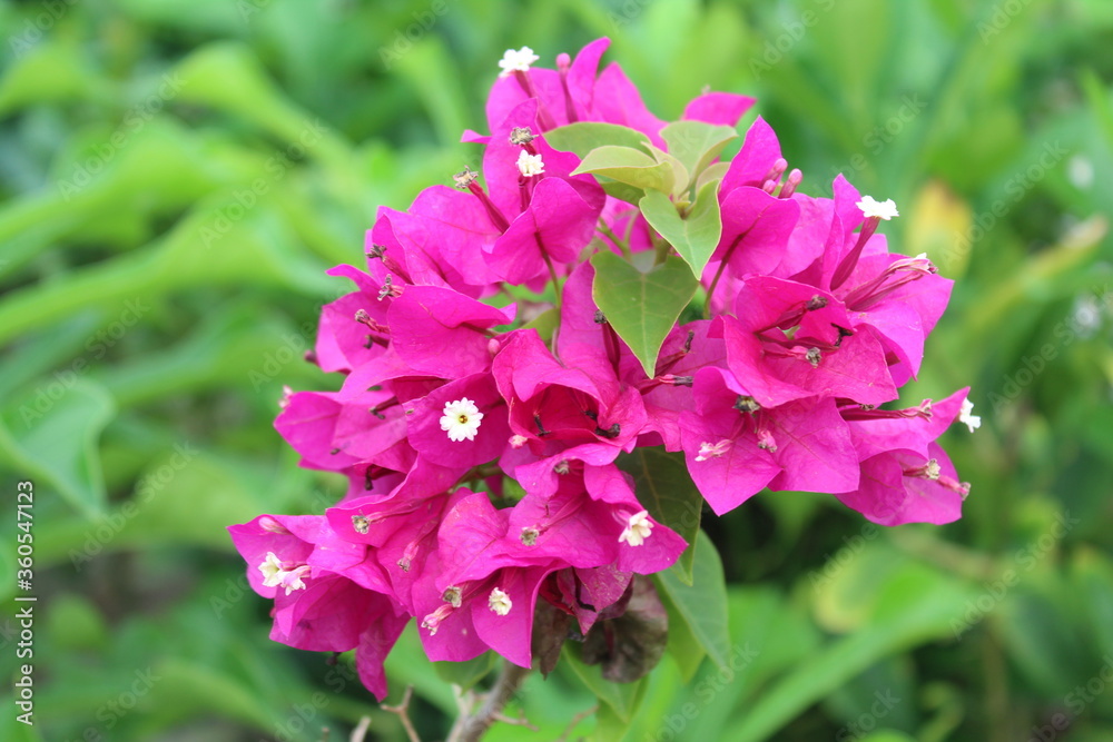 Fototapeta premium pink flowers in the garden