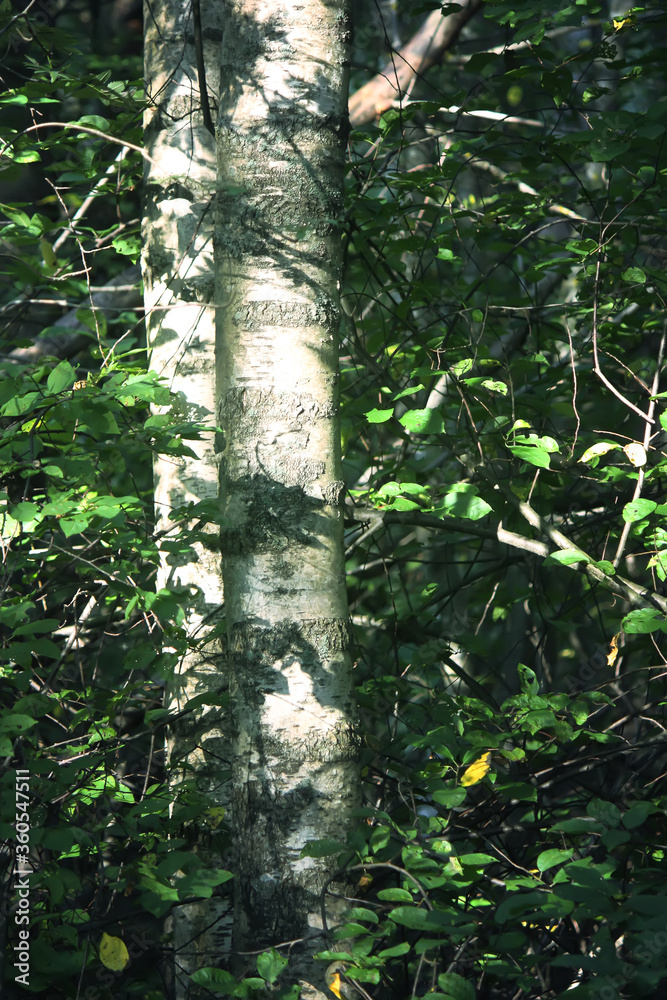 Fototapeta premium Tree branches in sunlight in summer forest. Light and shadows. Summer nature details.