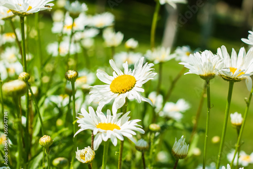 the beautiful white daisies in a field