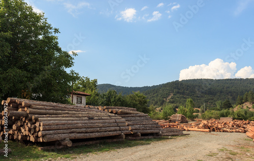 Stacked pine logs in forest and beautiful sky with clouds in summer day. Woodcutting industry concept.