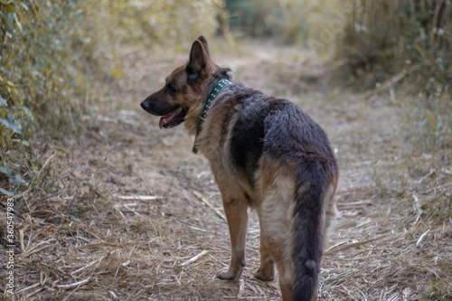 Perro pastor alemán paseando por el bosque  © Adrián