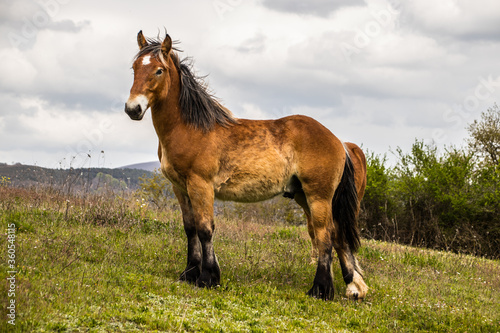 Georgeous horse