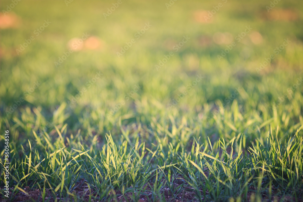 Agricultural green grass area at sunset, natural textured wallpaper background