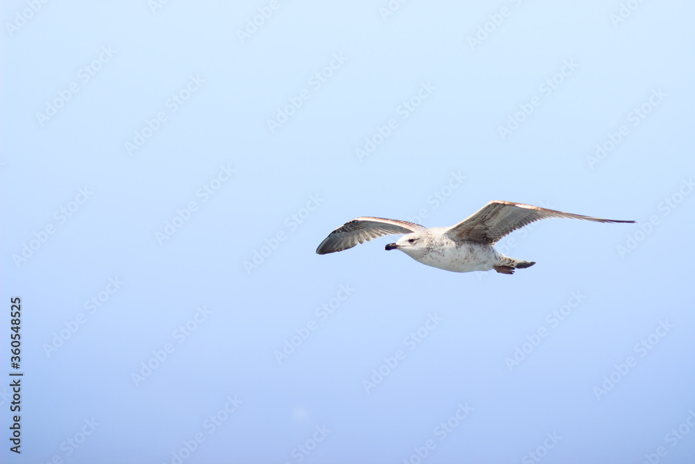 Free gull is floating in the air. Flying bird on blue sky. Freedom concept with copy space.