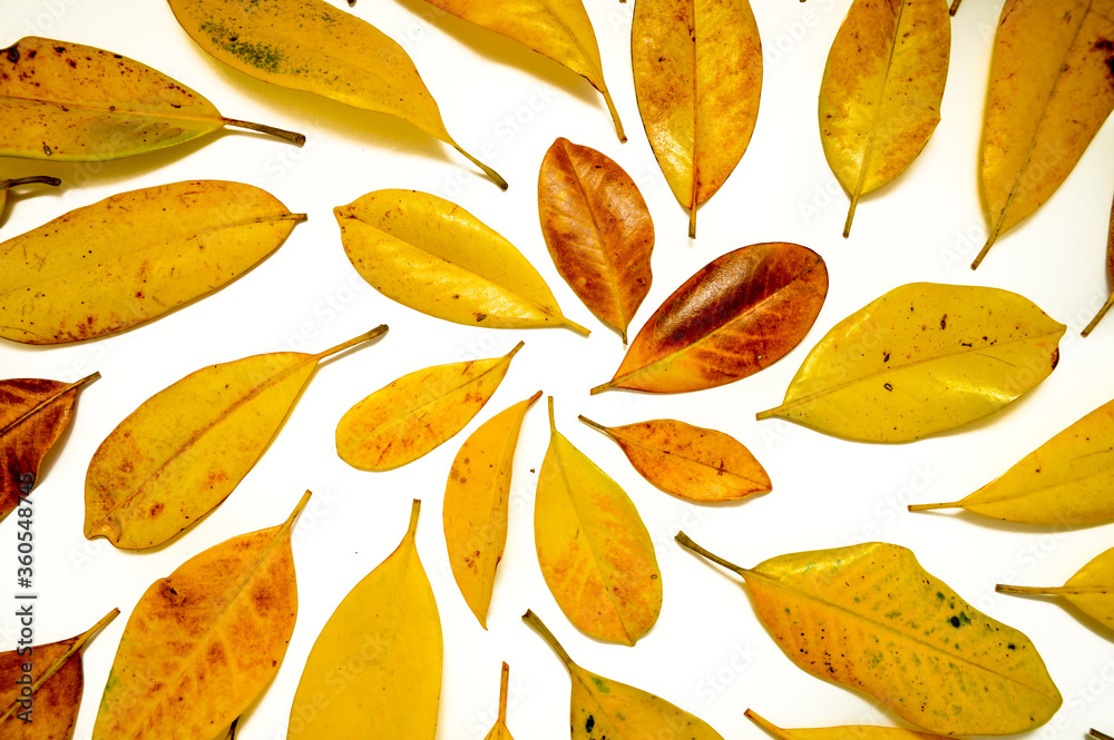 composition of yellow leaves. yellow Magnolia leaves on a white background. Flat lay, top view