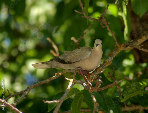 RING NECKED DOVE