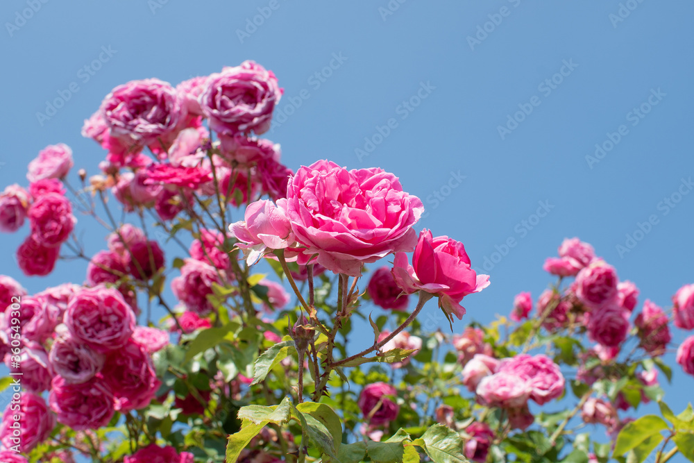 Pinkfarbene Kletterrosen / pink climbing roses
Pinkfarbene Kletterrosen / pink climbing roses