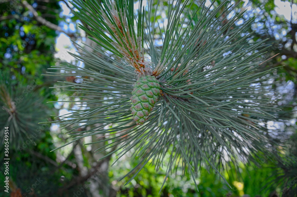 Fototapeta premium Szyszka sosny