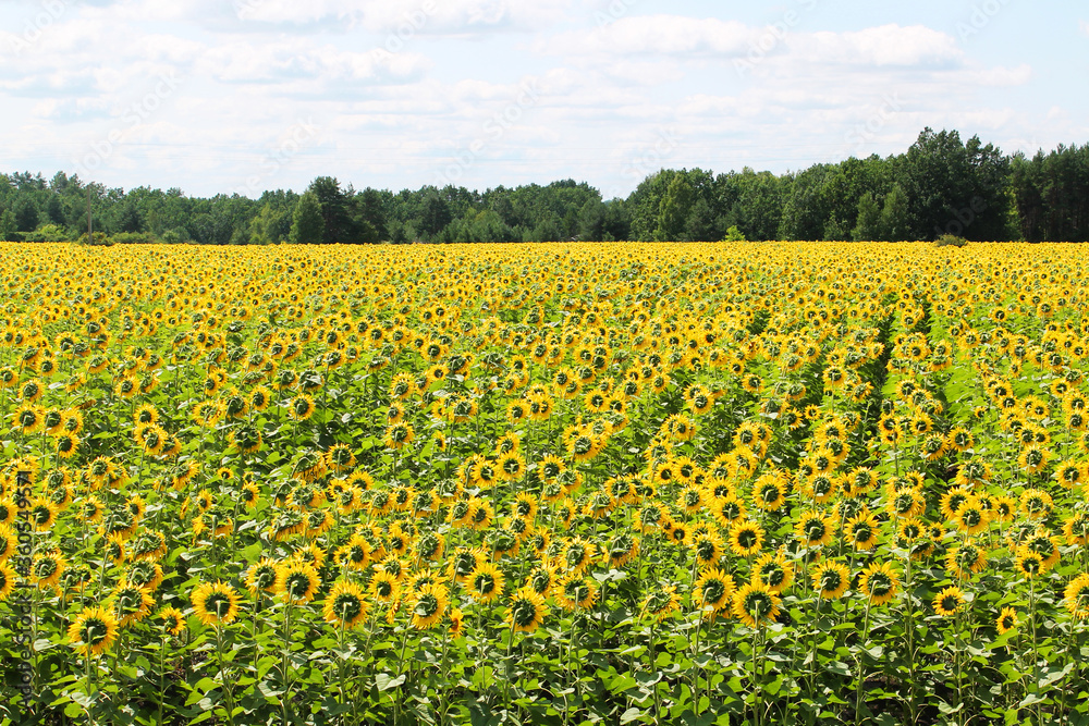 field of blooming sunflower on a background of forest and cloudy sky field of blooming sunflower on a background of forest and cloudy sky