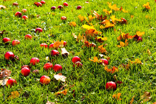 Maple leaves and fallen apples on the grass. Falling leaves natural background.