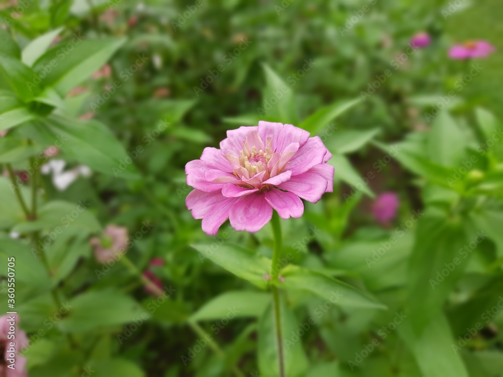 zinnia elegant beautiful flower looking awesome. it is planted in garden, loon, flower pots found in different colour red pink yellow zinnia elegant beautiful flower looking awesome. it is planted in garden, loon, flower pots found in different colour red pink yellow