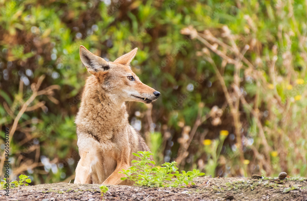 Coyote in the bushes Coyote in the bushes